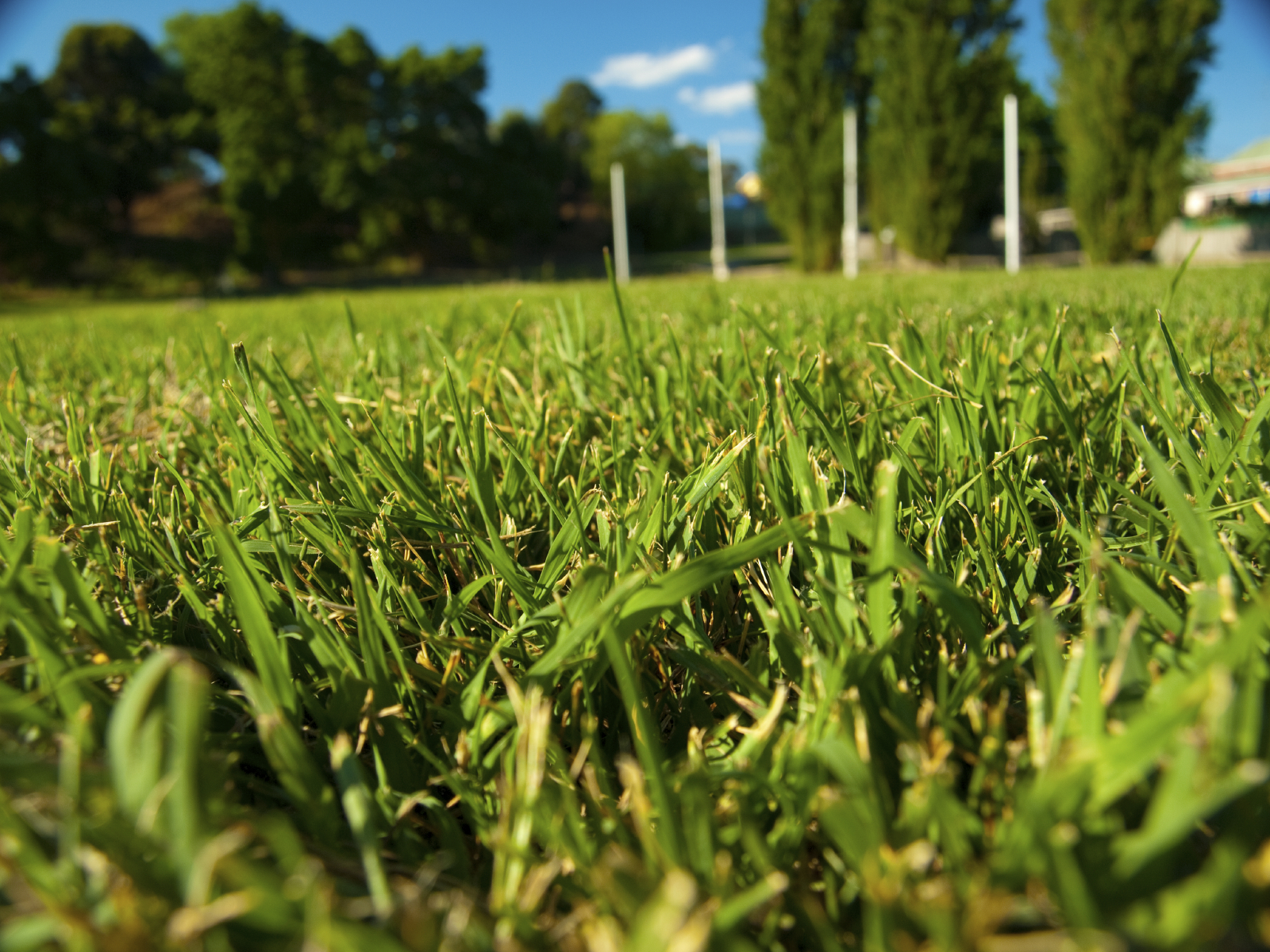 Close up of green grass on a playing field